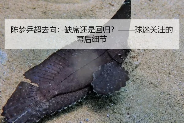陈梦乒超去向：缺席还是回归？——球迷关注的幕后细节